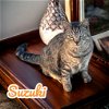 adoptable Cat in nashville, GA named Suzuki