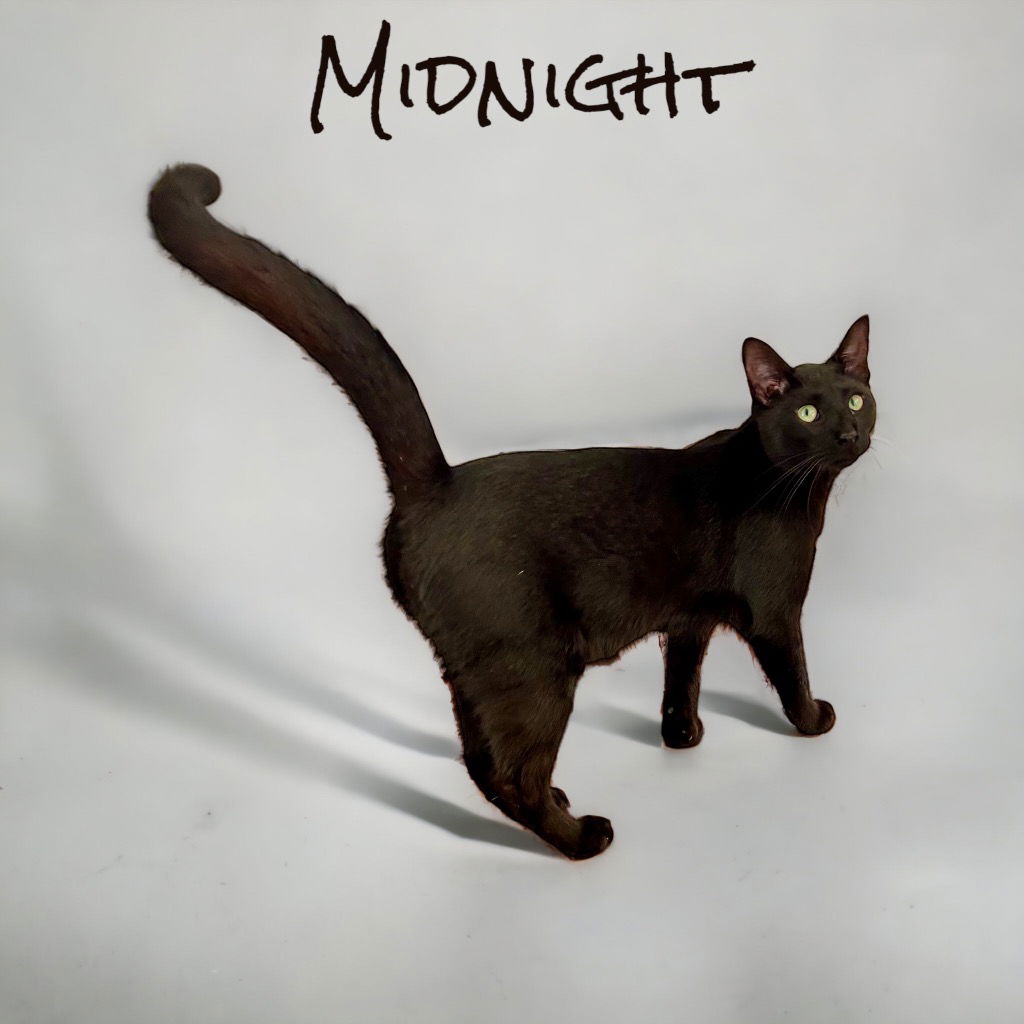 adoptable Cat in Nashville, GA named Midnight