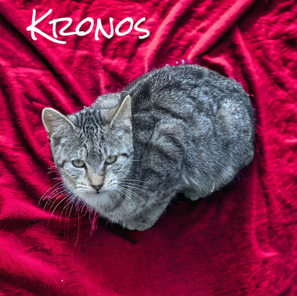 adoptable Cat in Nashville, GA named Kronos