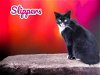 adoptable Cat in nashville, GA named Slippers