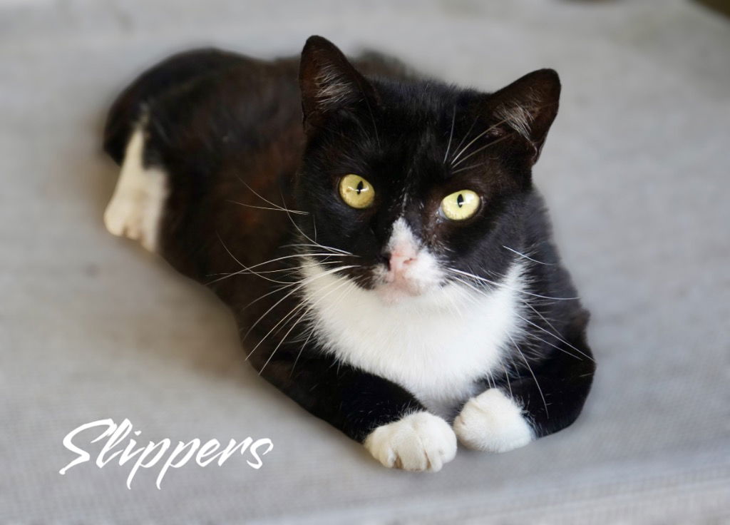 adoptable Cat in Nashville, GA named Slippers