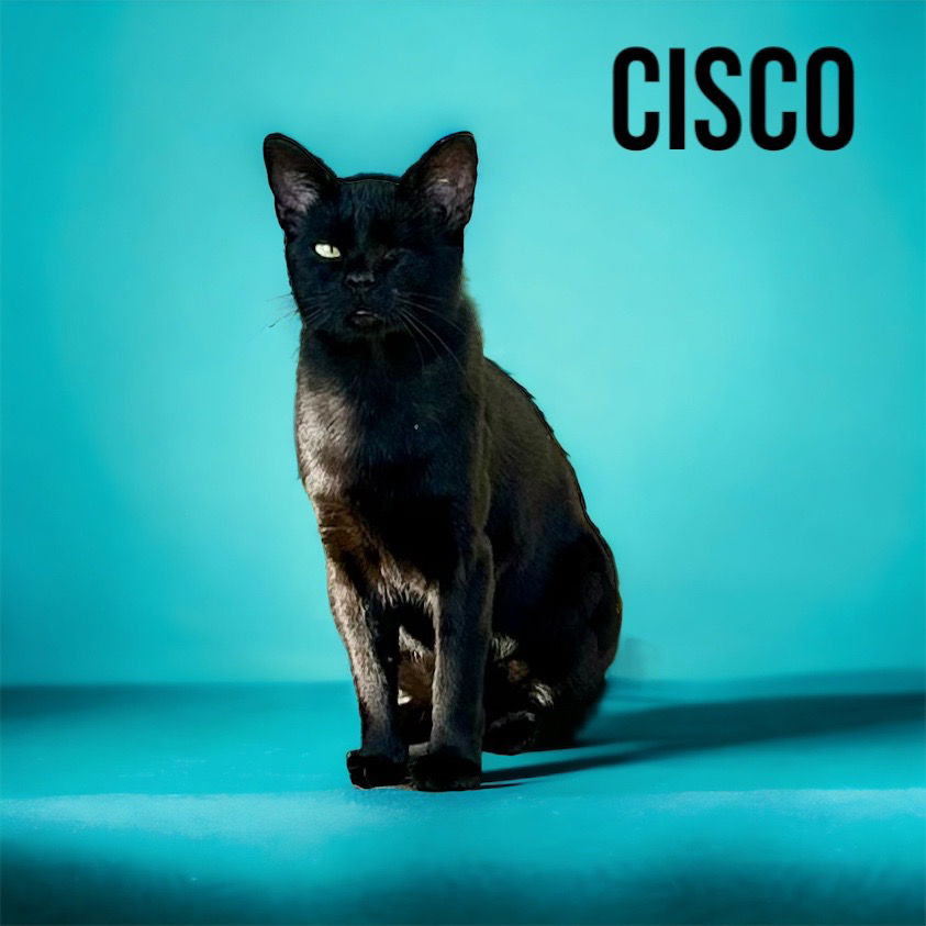 adoptable Cat in Nashville, GA named Cisco