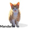 adoptable Cat in nashville, GA named Mandarin