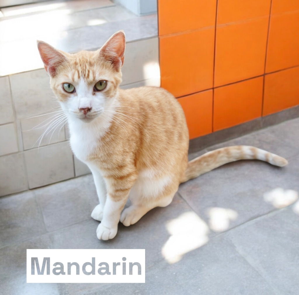 adoptable Cat in Nashville, GA named Mandarin