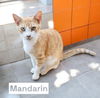 adoptable Cat in Nashville, GA named Mandarin