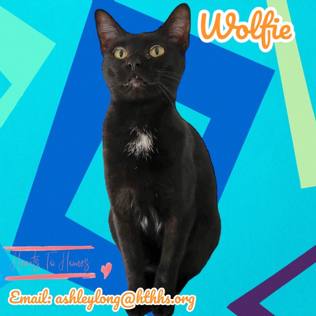 adoptable Cat in Nashville, GA named Wolfie