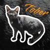 adoptable Cat in nashville, GA named Tober