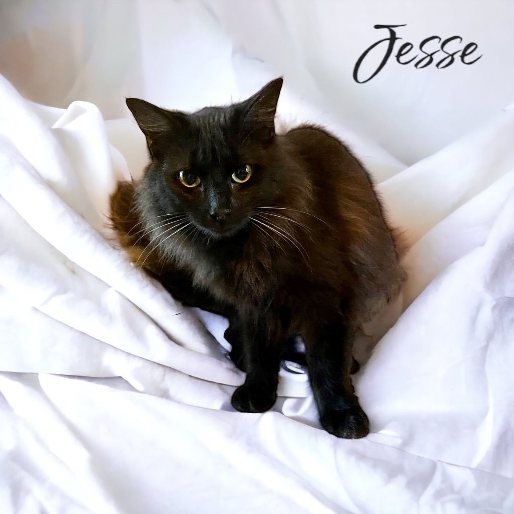 adoptable Cat in Nashville, GA named Jesse