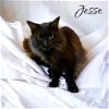 adoptable Cat in nashville, GA named Jesse