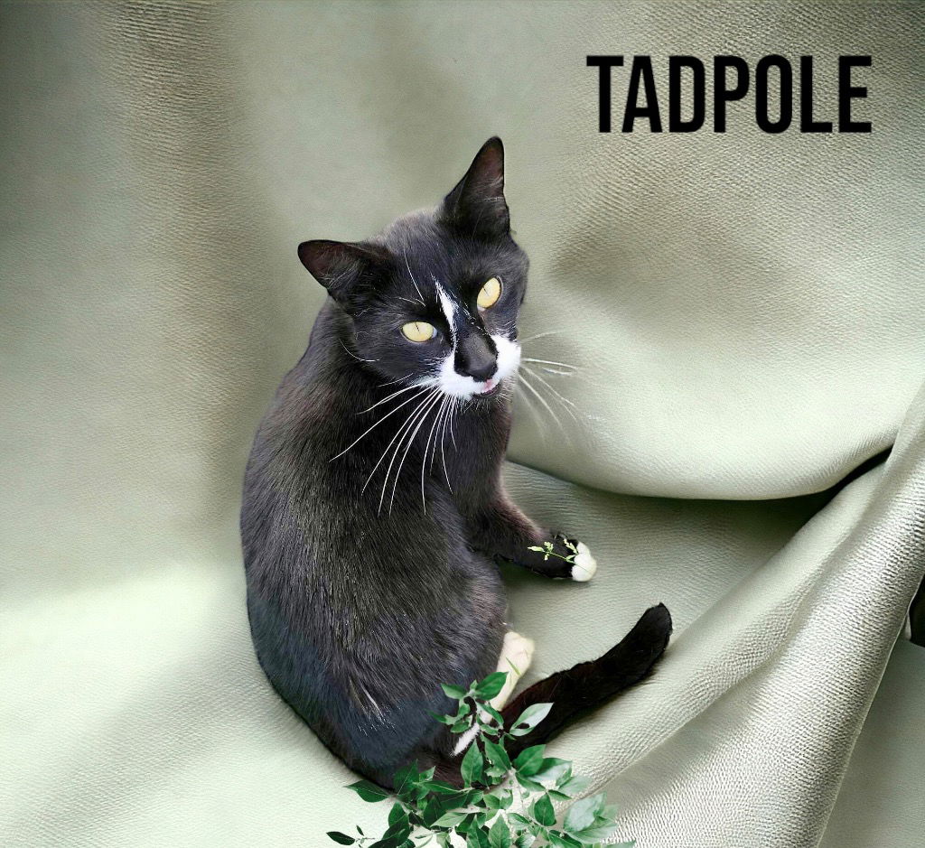 adoptable Cat in Nashville, GA named Tadpole