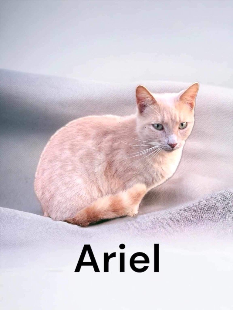 adoptable Cat in Nashville, GA named Ariel