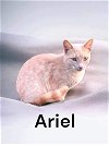 adoptable Cat in nashville, GA named Ariel