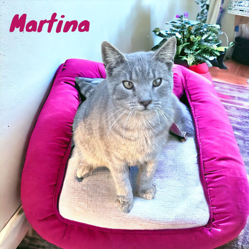 adoptable Cat in Nashville, GA named Martina