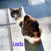 adoptable Cat in nashville, GA named Leela