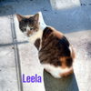 adoptable Cat in Nashville, GA named Leela