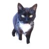 adoptable Cat in nashville, GA named Vesta
