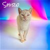 adoptable Cat in nashville, IL named Shiro