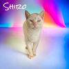 adoptable Cat in Nashville, GA named Shiro