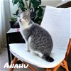adoptable Cat in nashville, GA named Anahu