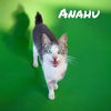 adoptable Cat in Nashville, GA named Anahu