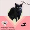adoptable Cat in nashville, GA named Kiki
