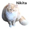 adoptable Cat in  named Nikita