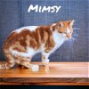 adoptable Cat in nashville, GA named Mimsy