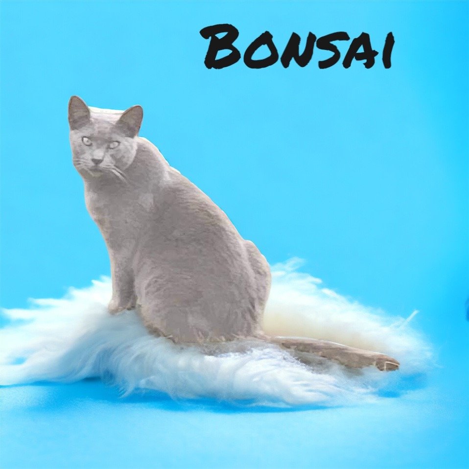 adoptable Cat in Nashville, GA named Bonsai
