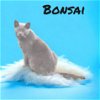 adoptable Cat in nashville, IL named Bonsai