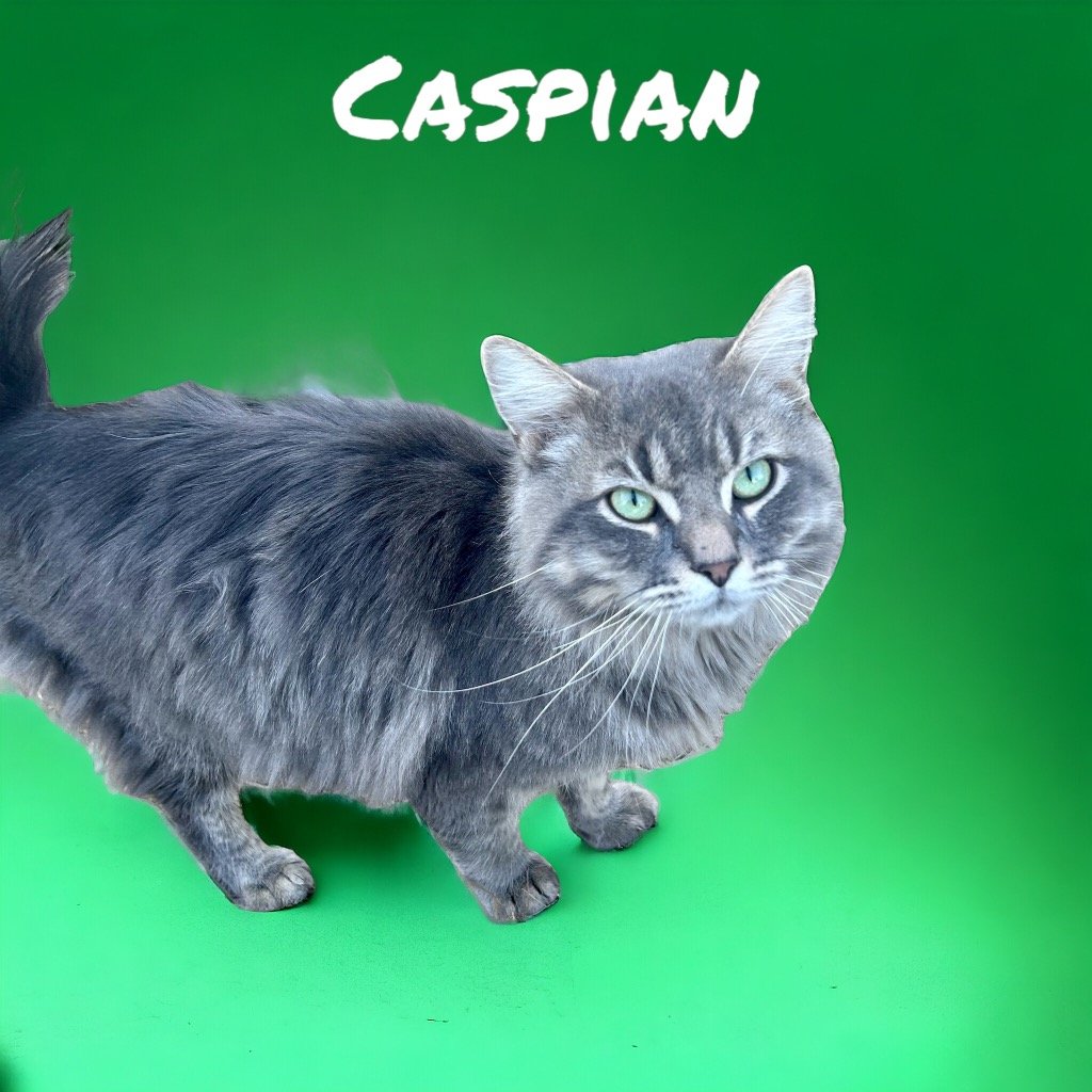 adoptable Cat in Nashville, GA named Caspian