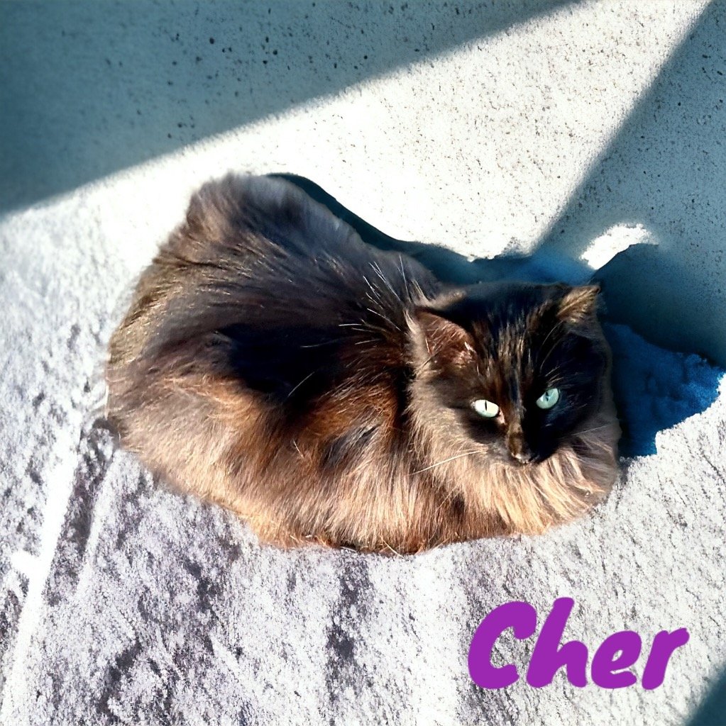adoptable Cat in Nashville, GA named Cher
