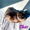 adoptable Cat in  named Cher