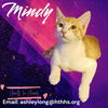 adoptable Cat in Nashville, GA named Mindy