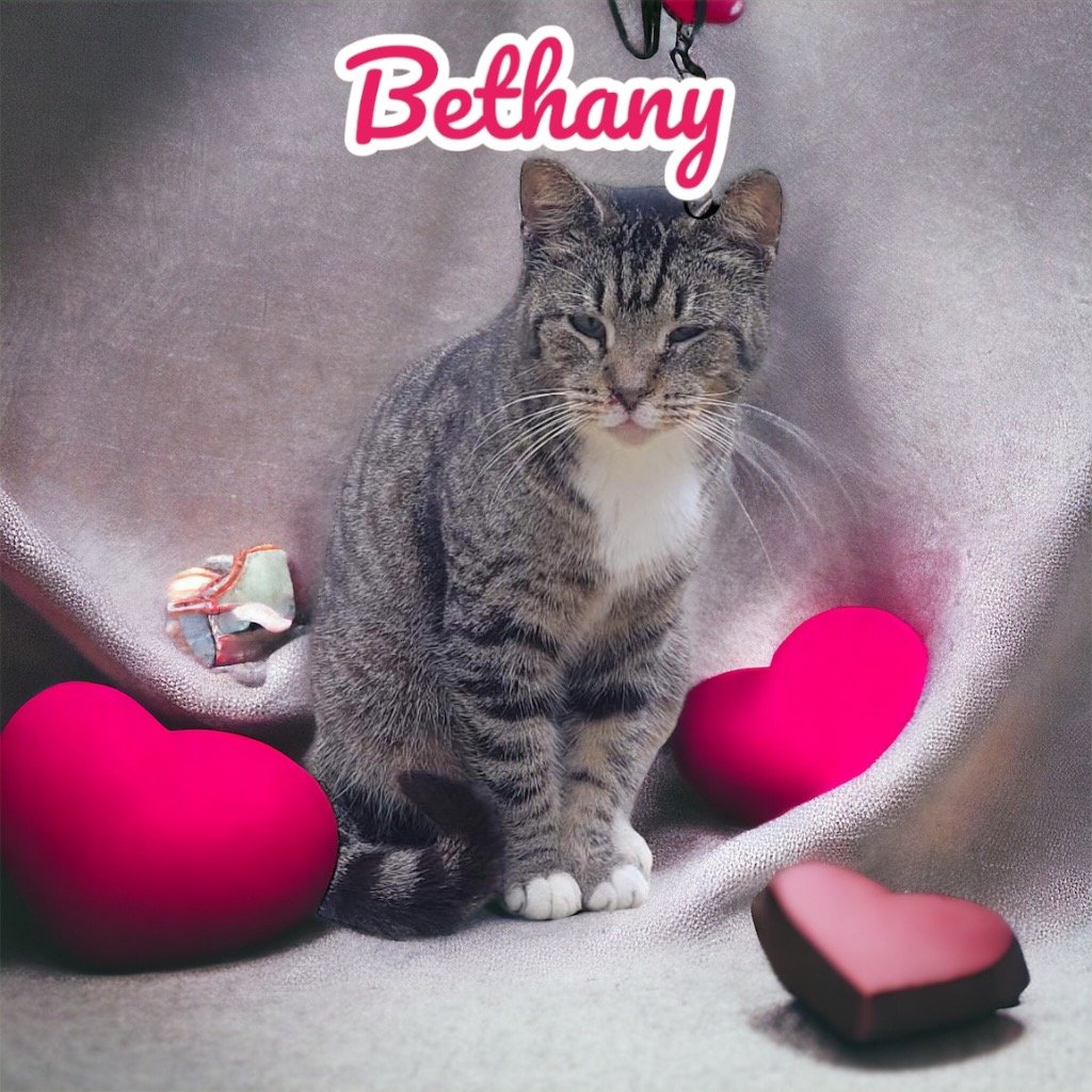 adoptable Cat in Nashville, GA named Bethany