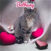 adoptable Cat in nashville, IL named Bethany