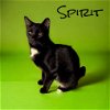 adoptable Cat in nashville, GA named Spirit