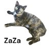 adoptable Cat in  named ZaZa