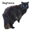 adoptable Cat in  named Bagheera