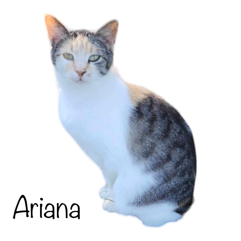 adoptable Cat in Nashville, GA named Ariana