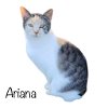 adoptable Cat in nashville, GA named Ariana