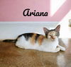 adoptable Cat in Nashville, GA named Ariana