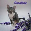 adoptable Cat in nashville, IL named Coraline