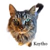 adoptable Cat in  named Kaytho