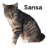 adoptable Cat in  named Sansa