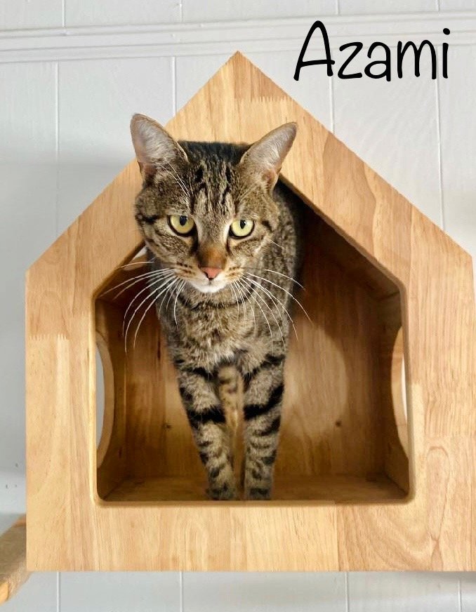 adoptable Cat in Nashville, GA named Azami