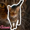 adoptable Cat in Nashville, GA named Azami