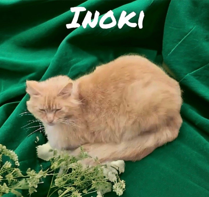 adoptable Cat in Nashville, GA named Inoki