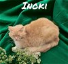 adoptable Cat in  named Inoki
