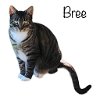 adoptable Cat in nashville, IL named Bree
