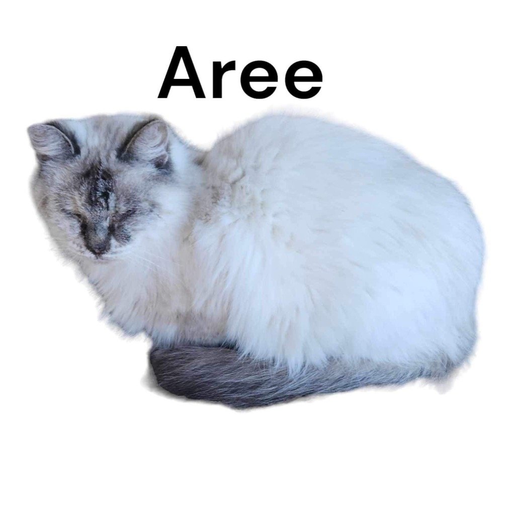adoptable Cat in Nashville, GA named Aree